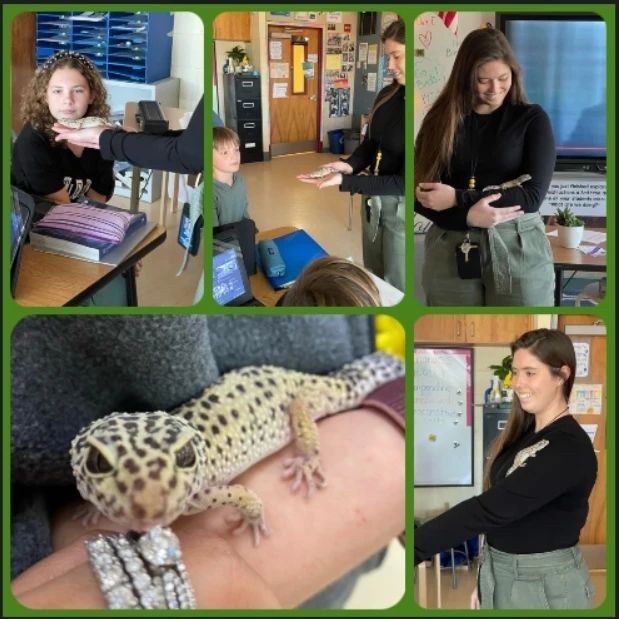 swsd_whs's tweet photo. After students read argumentative articles about whether or not humans should own exotic pets, Ms. Baldwin brought her exotic pet gecko to show them an example of a cute exotic pet! #swsd_whs #swsdproud #100YearsofEducationalMagic https://t.co/yBmxeEdnoc https://t.co/zsKSJVvIt7