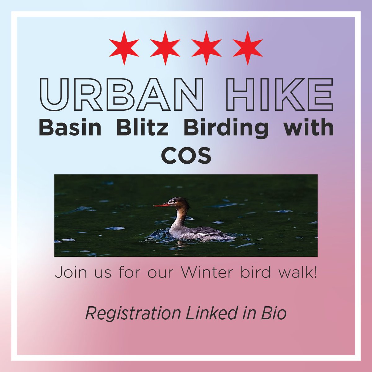 Chicago Studies tweet media