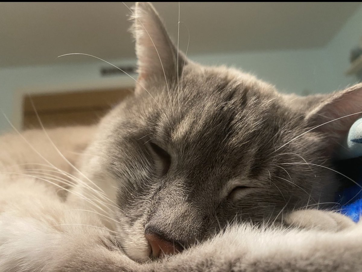 Hiiii meows! #cutecats #CuteCat