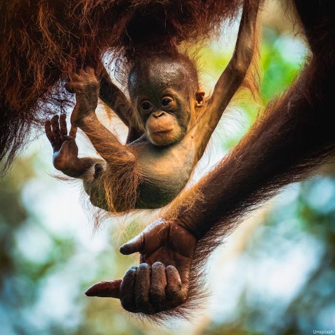 UNBiodiversity's tweet photo. 1 million animal &amp; plant species are on the verge of extinction. The more we destroy nature, the more likely we are to see pandemics like #COVID19 emerge
@UNESCO's #BiosphereReserves show us that the solutions lie in science &amp; our #biodiversity
Via @UNESCO https://t.co/WOQSTxd2ZS