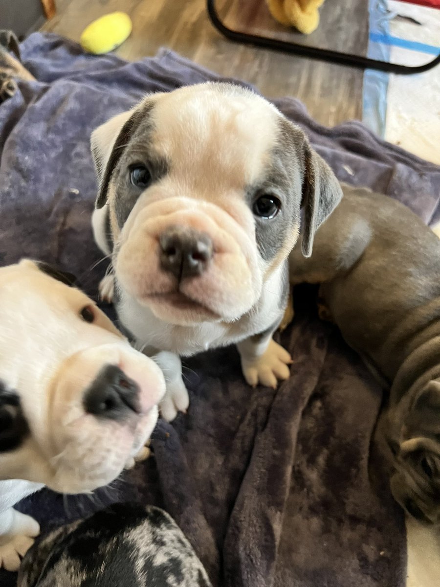 ChunkyDaBulldog's tweet photo. Olde English #Bulldogs #Puppies #ForSale #puppylove #bulldoglover #Bulldogpuppies #DogsofTwittter #DogsOnTwitter https://t.co/wJo9IHNk18