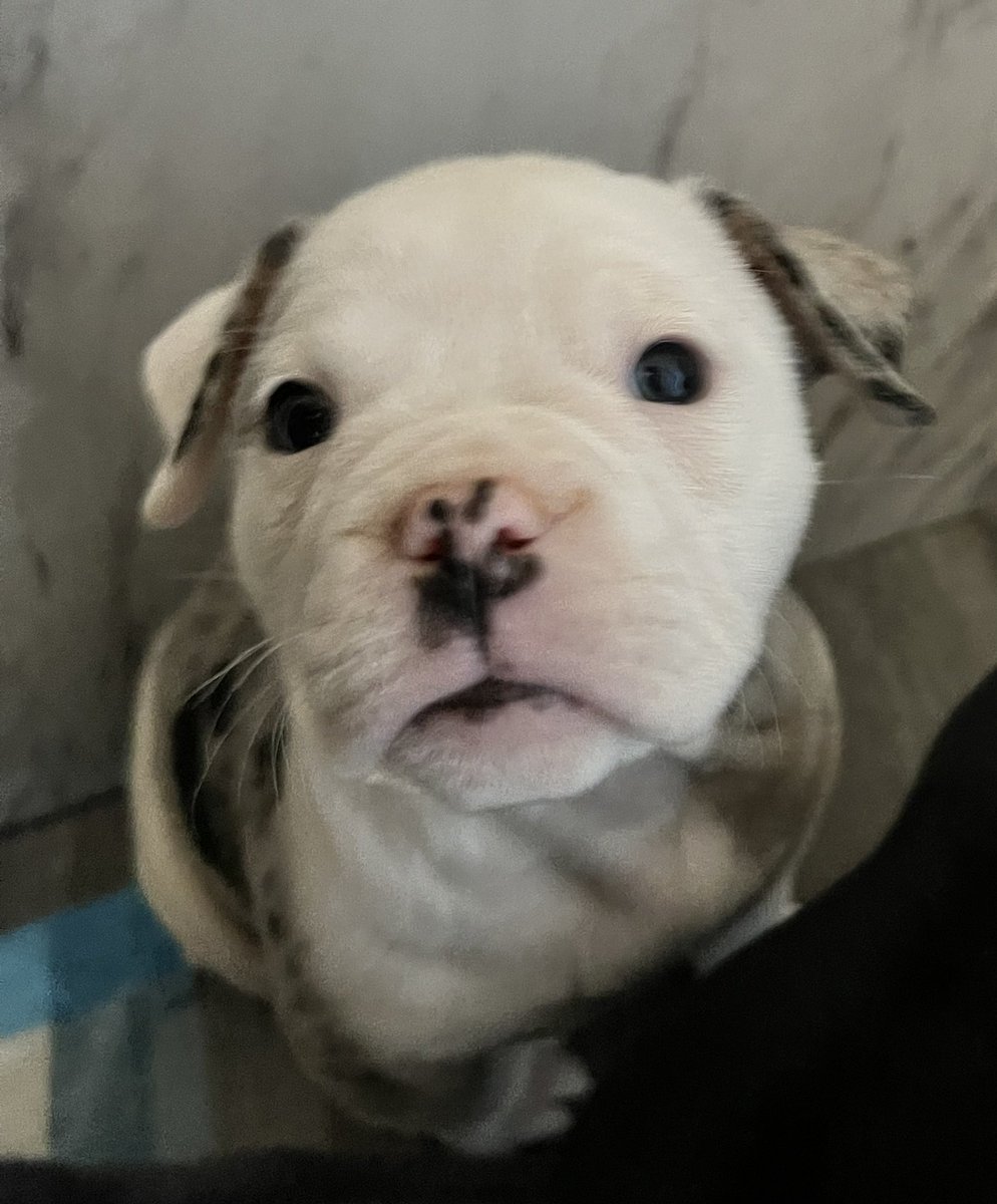 ChunkyDaBulldog's tweet photo. Olde English #Bulldogs #Puppies #ForSale #puppylove #bulldoglover #Bulldogpuppies #DogsofTwittter #DogsOnTwitter https://t.co/wJo9IHNk18