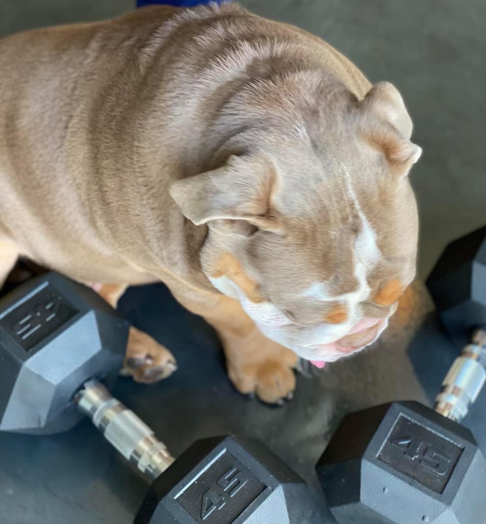 TBMgolf's tweet photo. Marley’s Monday Tip: Motivation doesn’t work, but great habits & consistent routines Do.#Period #LifeLesson #BulldogQuote #Bulldog #Critical4Success #Grit #Confidence #FocusOnWhatYouCanControl https://t.co/S0TWWqOt3y