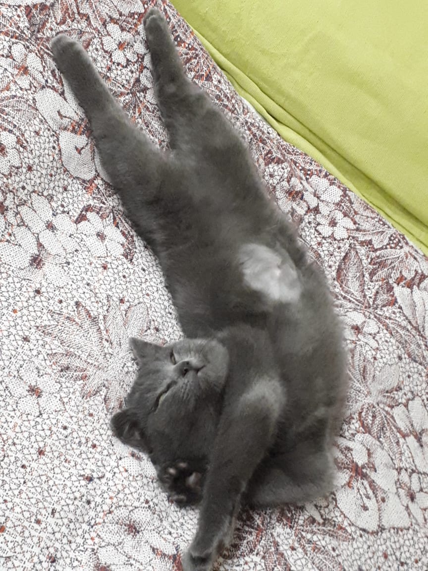 SiberianPanther's tweet photo. @DantesDmitriy Когда увидела фото вашего кота, то сначала испугалась, подумала, что нашего Степу украли 😂 https://t.co/CGm3tm73Uy