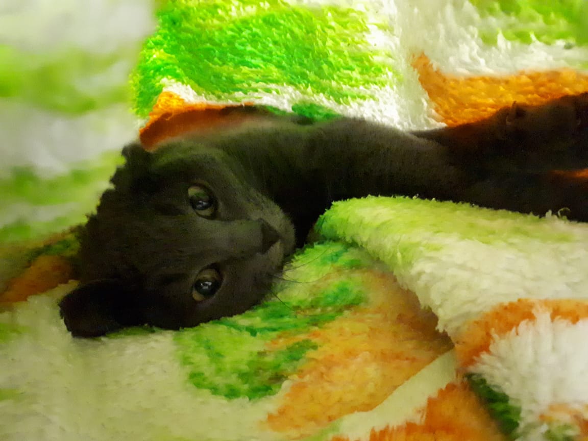 SiberianPanther's tweet photo. @DantesDmitriy Когда увидела фото вашего кота, то сначала испугалась, подумала, что нашего Степу украли 😂 https://t.co/CGm3tm73Uy