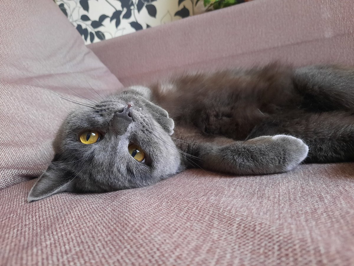 SiberianPanther's tweet photo. @DantesDmitriy Когда увидела фото вашего кота, то сначала испугалась, подумала, что нашего Степу украли 😂 https://t.co/CGm3tm73Uy