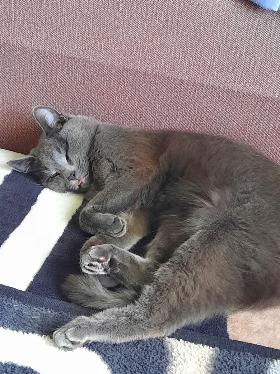 SiberianPanther's tweet photo. @DantesDmitriy Когда увидела фото вашего кота, то сначала испугалась, подумала, что нашего Степу украли 😂 https://t.co/CGm3tm73Uy