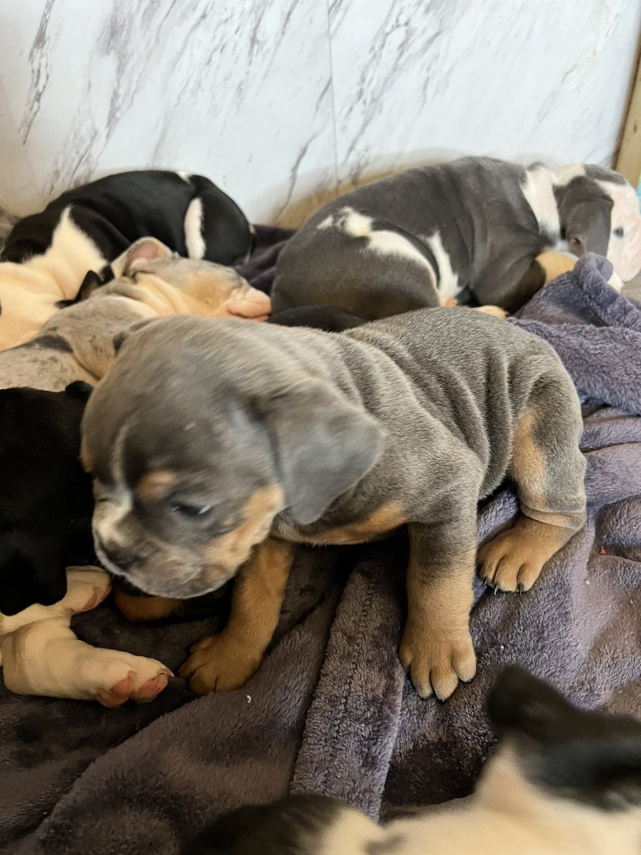 ChunkyDaBulldog's tweet photo. Olde English #bulldog #puppies #forsale #puppylove #bulldoglover #dogsoftwitter #dogsarefamily #DogsOnTwitter https://t.co/jIu22uWBcX