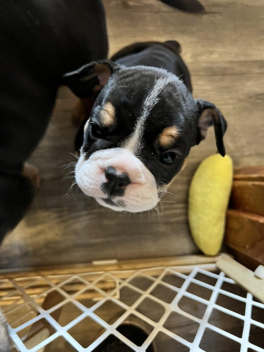 ChunkyDaBulldog's tweet photo. Olde English #bulldog #puppies #forsale #puppylove #bulldoglover #dogsoftwitter #dogsarefamily #DogsOnTwitter https://t.co/jIu22uWBcX