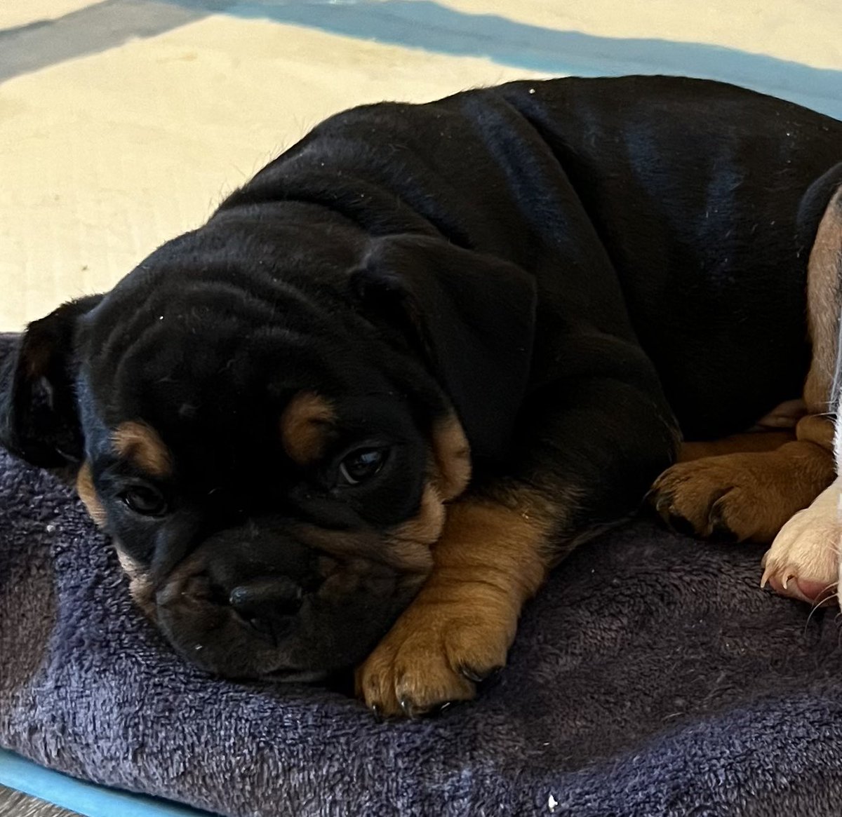 ChunkyDaBulldog's tweet photo. Olde English #bulldog #puppies #forsale #puppylove #bulldoglover #dogsoftwitter #dogsarefamily #DogsOnTwitter https://t.co/jIu22uWBcX