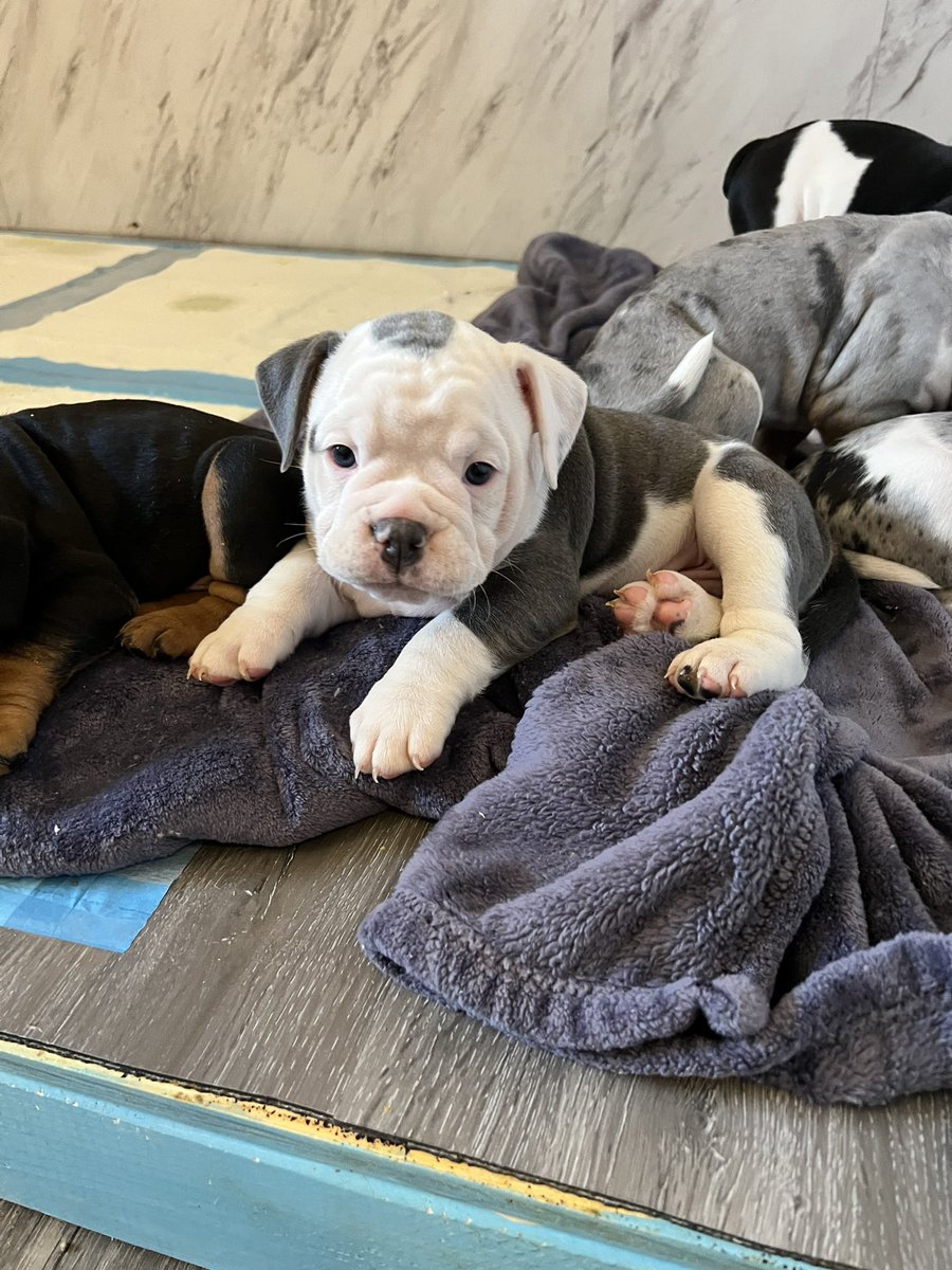 ChunkyDaBulldog's tweet photo. Olde English #bulldog #puppies #forsale #puppylove #bulldoglover #dogsoftwitter #dogsarefamily #DogsOnTwitter https://t.co/jIu22uWBcX