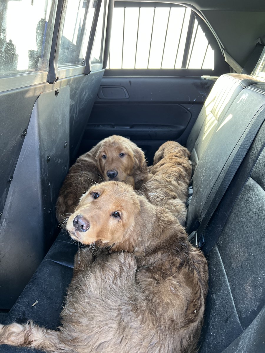rcmpmb's tweet photo. On Jan 6, Falcon Beach #rcmpmb received a call about several puppies found near #MBHwy308 &amp; #MBHwy503. Officers, @K9AdvocatesMb, Rural Animal Management Services (RAMS) &amp; local community members searched the area &amp; found 10 puppies shivering, but in overall good health. https://t.co/dM8d68AsF7