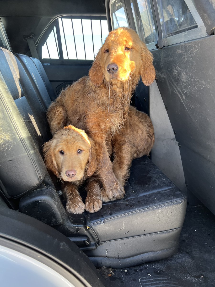 rcmpmb's tweet photo. On Jan 6, Falcon Beach #rcmpmb received a call about several puppies found near #MBHwy308 &amp; #MBHwy503. Officers, @K9AdvocatesMb, Rural Animal Management Services (RAMS) &amp; local community members searched the area &amp; found 10 puppies shivering, but in overall good health. https://t.co/dM8d68AsF7