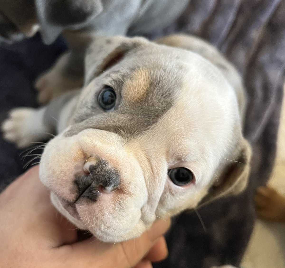 ChunkyDaBulldog's tweet photo. Olde English #Bulldogpuppies #ForSale #bulldoglover #puppylove #DogsofTwittter #DogsOnTwitter #Bulldogs #bulldoglover https://t.co/U6ZqxDGvDq