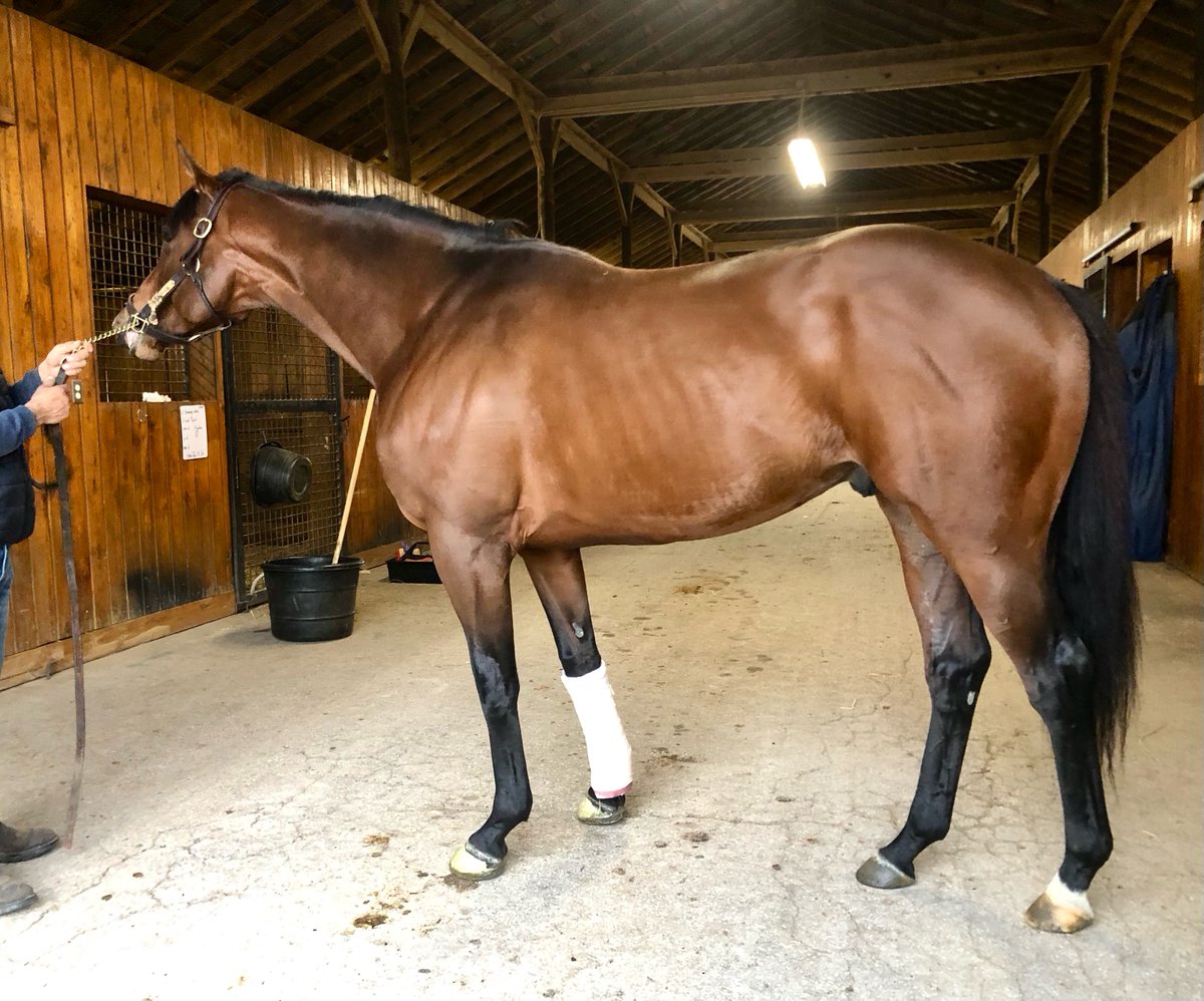 DJFiske's tweet image. #EPICENTER 
How it started / How it’s going…
remarkable physical and temperament given what all he’s been through- surgery, confinement, -6 degrees.
@coolmoreamerica @BreedersCup