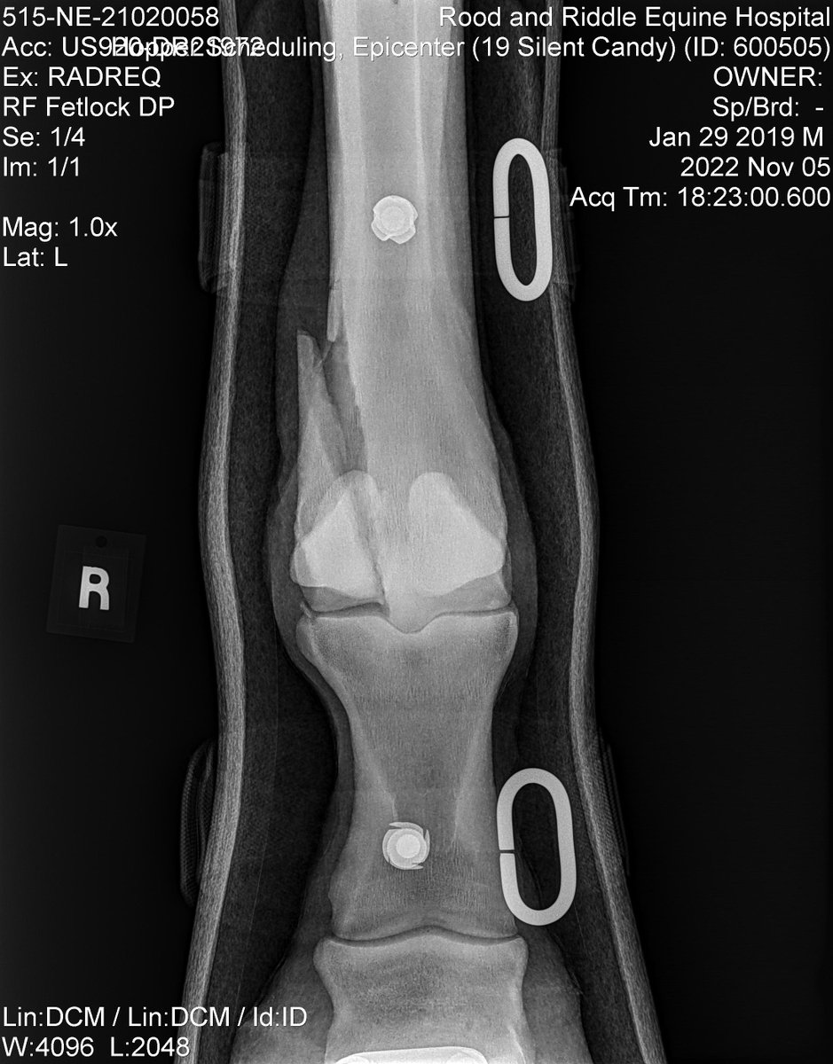 DJFiske's tweet image. #EPICENTER 
How it started / How it’s going…
remarkable physical and temperament given what all he’s been through- surgery, confinement, -6 degrees.
@coolmoreamerica @BreedersCup