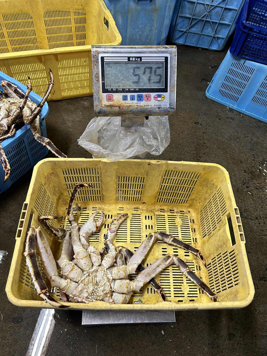 Ties_gpc's tweet photo. 大きすぎる😱
オホーツク産活タラバ蟹が大量入荷致しました🦀
身入りも良く、姿もとても美しい✨

#たらば蟹
#産地直送 https://t.co/v51oA7DiXB