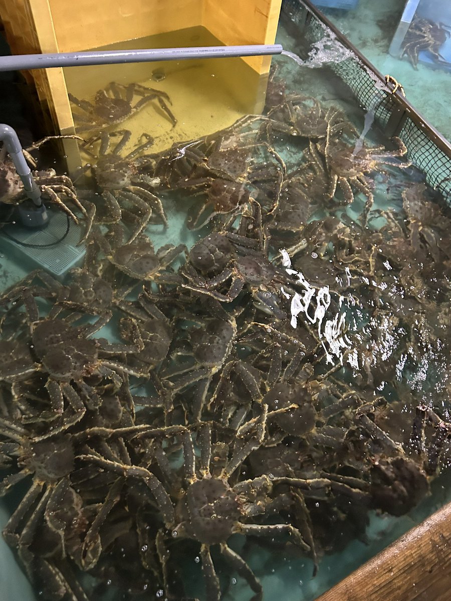 Ties_gpc's tweet photo. 大きすぎる😱
オホーツク産活タラバ蟹が大量入荷致しました🦀
身入りも良く、姿もとても美しい✨

#たらば蟹
#産地直送 https://t.co/v51oA7DiXB