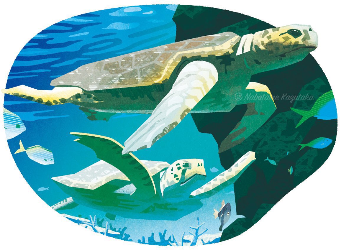 「この前描いたウミガメです。名古屋港水族館で見たものです。 」|生田目 和剛 (ナバタメ・カズタカ)のイラスト