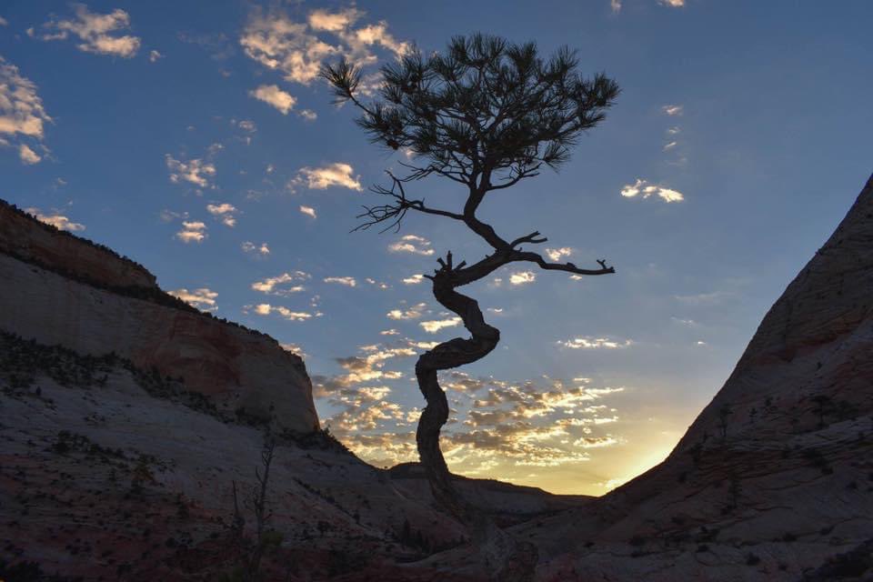 National Park Service tweet media