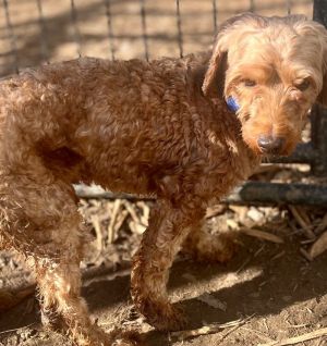 COdogstalker's tweet photo. This is Randy. He is a Poodle from Big Bones Canine Rescue. Adopt me: https://t.co/g2MEnULf45 https://t.co/6t3R4VgjDb
