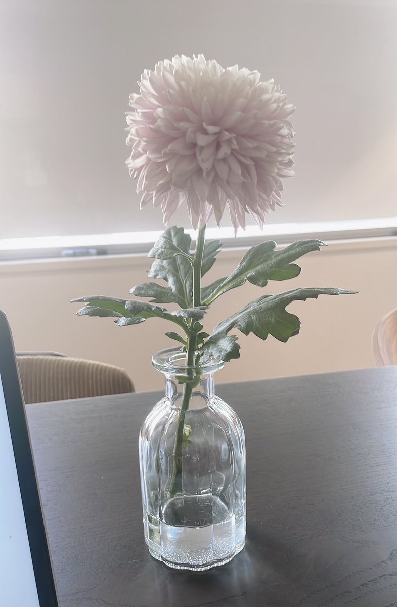 yasu_eda's tweet photo. 去年のクリスマスに買ったピンクの菊。
作業してるPCの横に置いてあるだけで超手軽に心が安らぐから本当に植物は偉大だなと思いました🌸

#今年こそは丁寧に生きたい https://t.co/oIUMiBZxFh