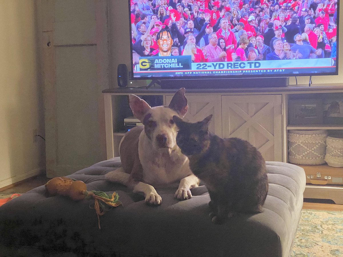 RickyKitty2's tweet photo. My sisters Missy and LilBit #rescuedog #rescuecat https://t.co/vfbETIJeCi