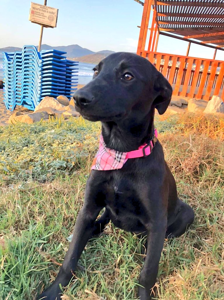 AnimalParaiso's tweet photo. En adopción Helia y Baco, son mestizos de pastor belga, tres meses y medio, vacunas al día y esterilizados. Serán grandecito de tamaño. Se llevan bien con otros perros y niños.

Ideal para casa con patio o parcela.

Disponibilidad entrega V Región o Stgo. Contacto +56985522074. https://t.co/dsdGDB6Qce