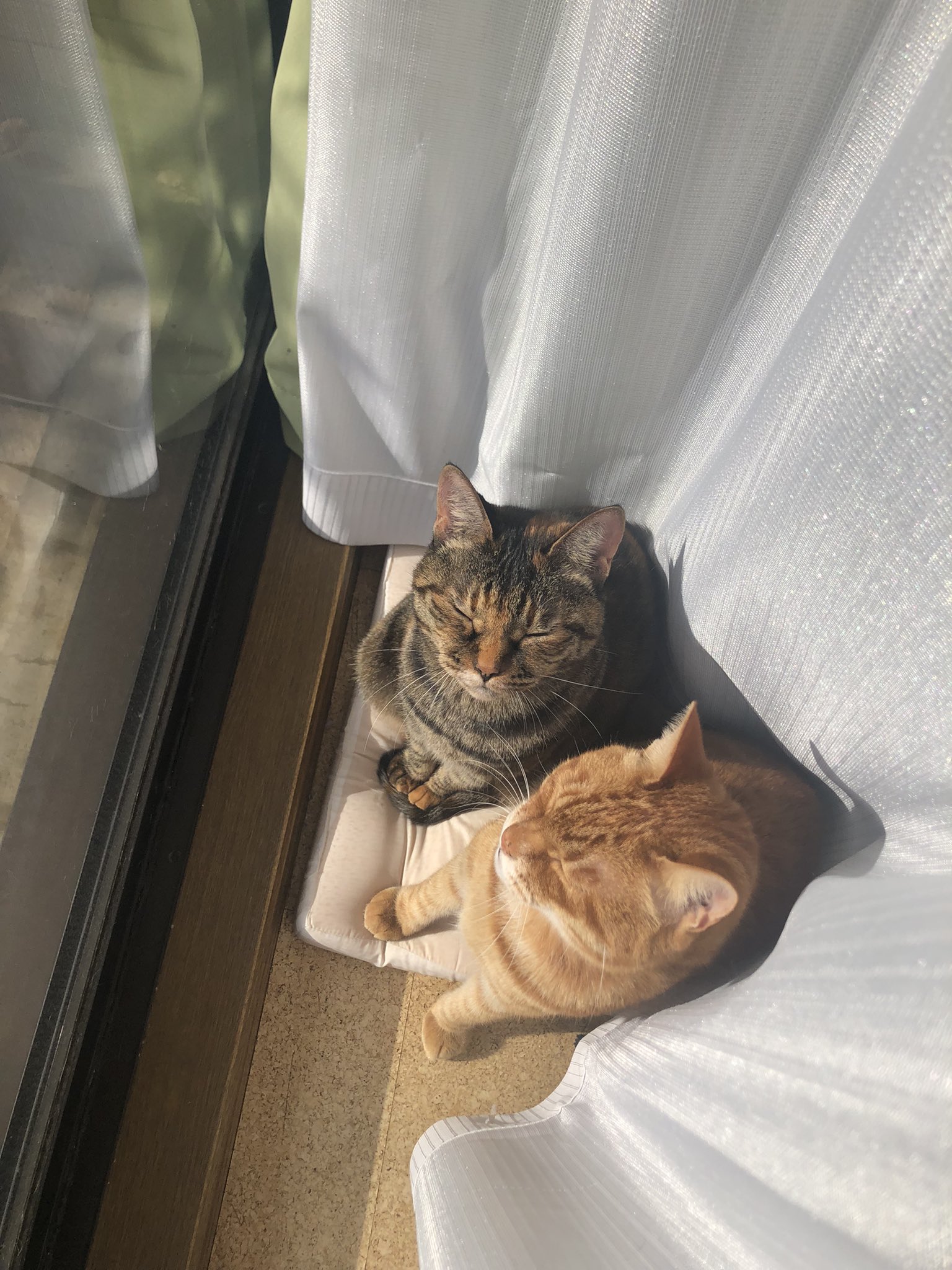 三毛猫いちご (@mikenekoichigo) / X