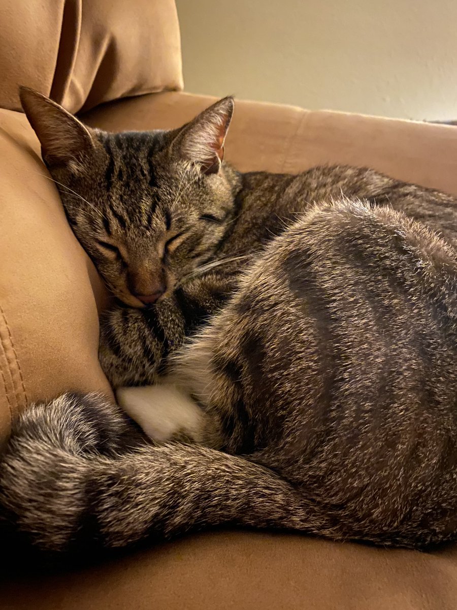 Making my monthly come back with nothing particular to say.. have a cat