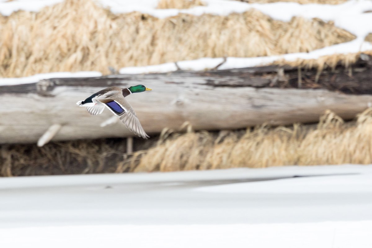 Mallard in flight along the Bitterroot River in Lolo, Montana.

#mallard #mallardduck #montana #lolo #shotoncanon #canonusa #birdinflight