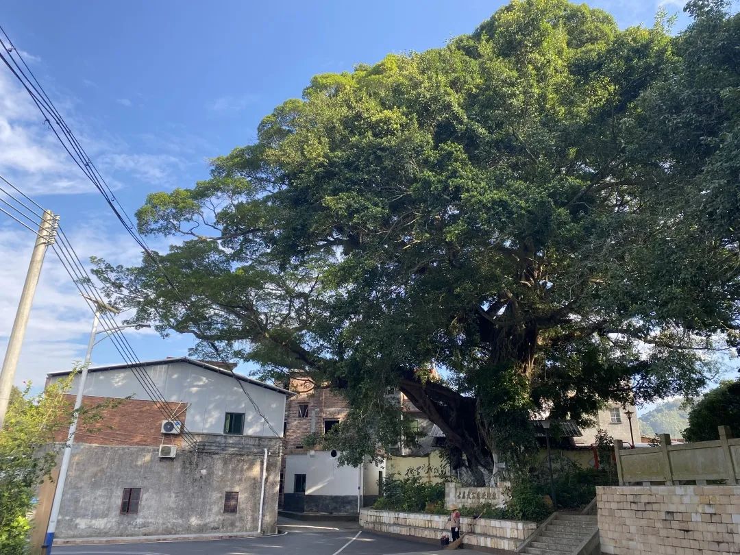 PDChinaLife's tweet photo. A 362-year-old giant banyan tree as tall as 18.4 m, formed as two ancient trees intertwined with each other, stands like a giant "parasol" in a village in Guangdong. The tree crown has a diameter of over 30 m, and the trunk takes 7 or 8 people to embrace. @AmbLiuXiaoMing https://t.co/ogLKa4qVRT