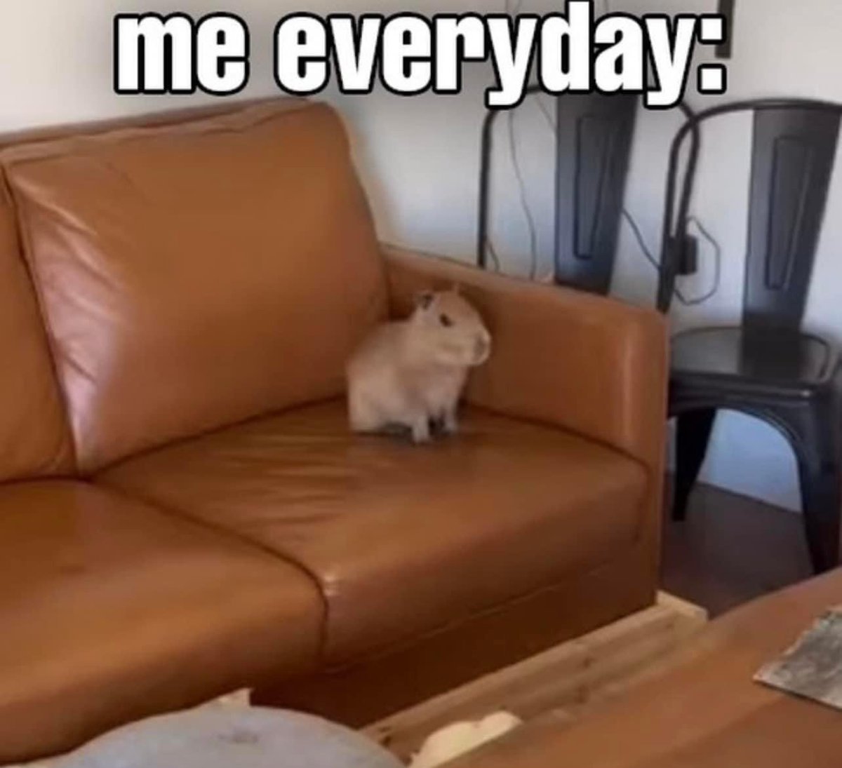 CAPYBARA MAN (@capybara_man) on Twitter photo 