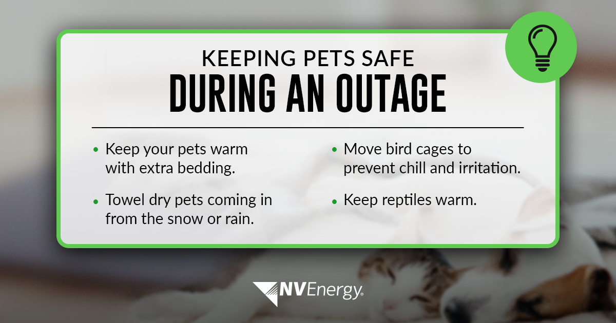 How Can I Keep My Dog Warm Without Electricity