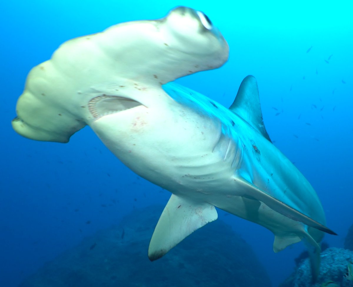 FinsAttached's tweet photo. SAVING OUR SEAS FROM A MILE HIGH
JANUARY 28, 12TH ANNUAL GALA.
Training youth to be future leaders and ambassadors for ocean conservation is important to all of us.
STUDENT, UNDER 21, TICKET PRICING NOW AVAILABLE.
https://t.co/b4htCtjz18 https://t.co/pbR79fRDzu