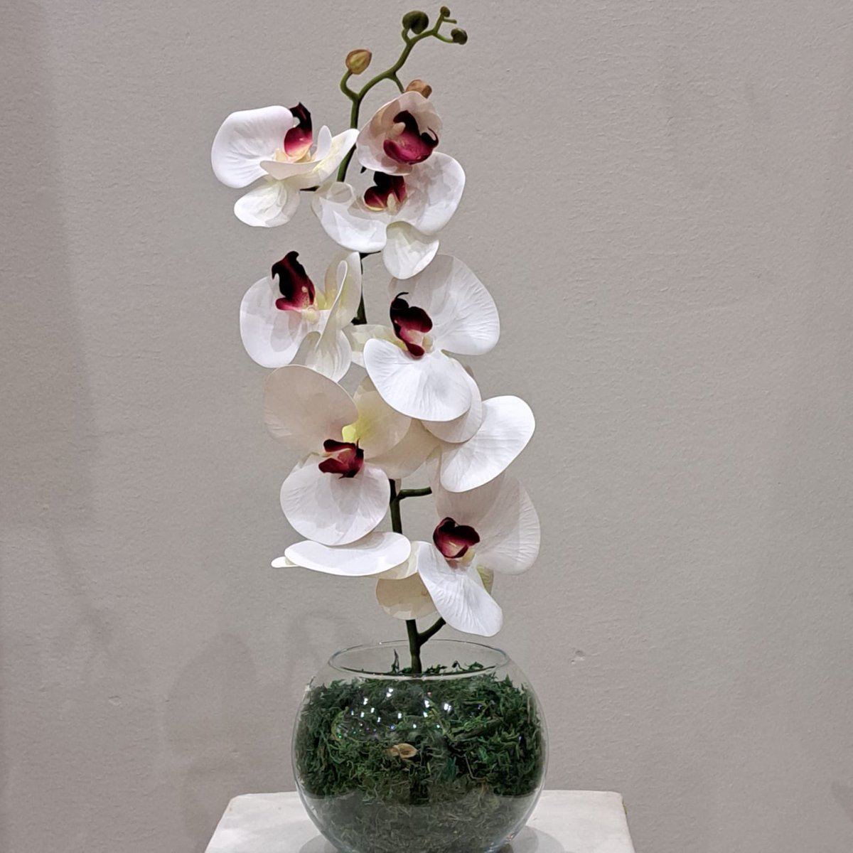 6branches's tweet image. فازا الاوركيد الصناعي ،،،