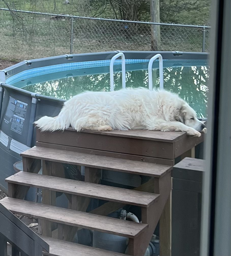 FoersterNorbert's tweet photo. Our sweet girl Joanie the Arc trying out for winter lifeguard duty. “Next applicant please!” #GreatPyrenees https://t.co/tYhDjYF8l3