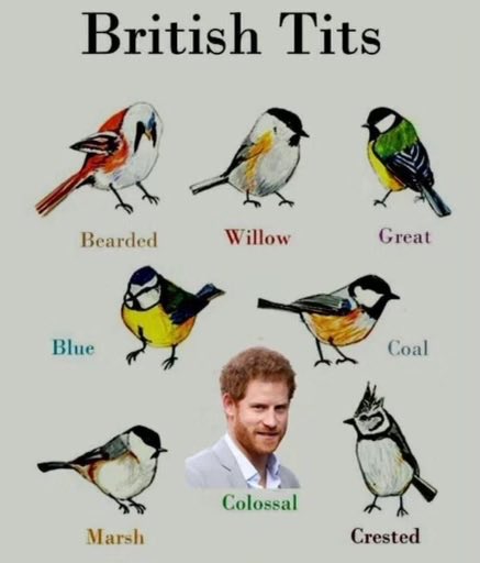 CharBar_tweets's tweet photo. If he’s colossal then what breed is Prince Andrew? #PrinceHarry https://t.co/RceRrBLviy