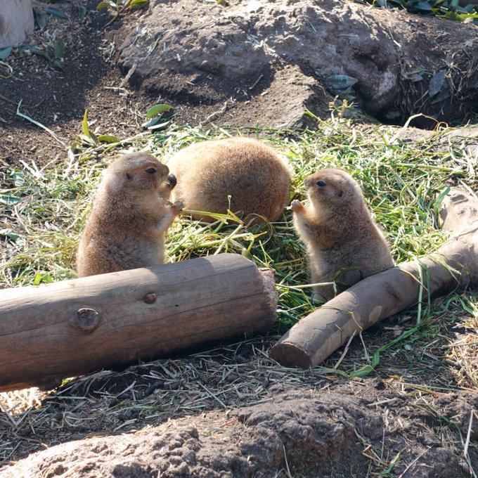 Twitterのコスプレ画像28