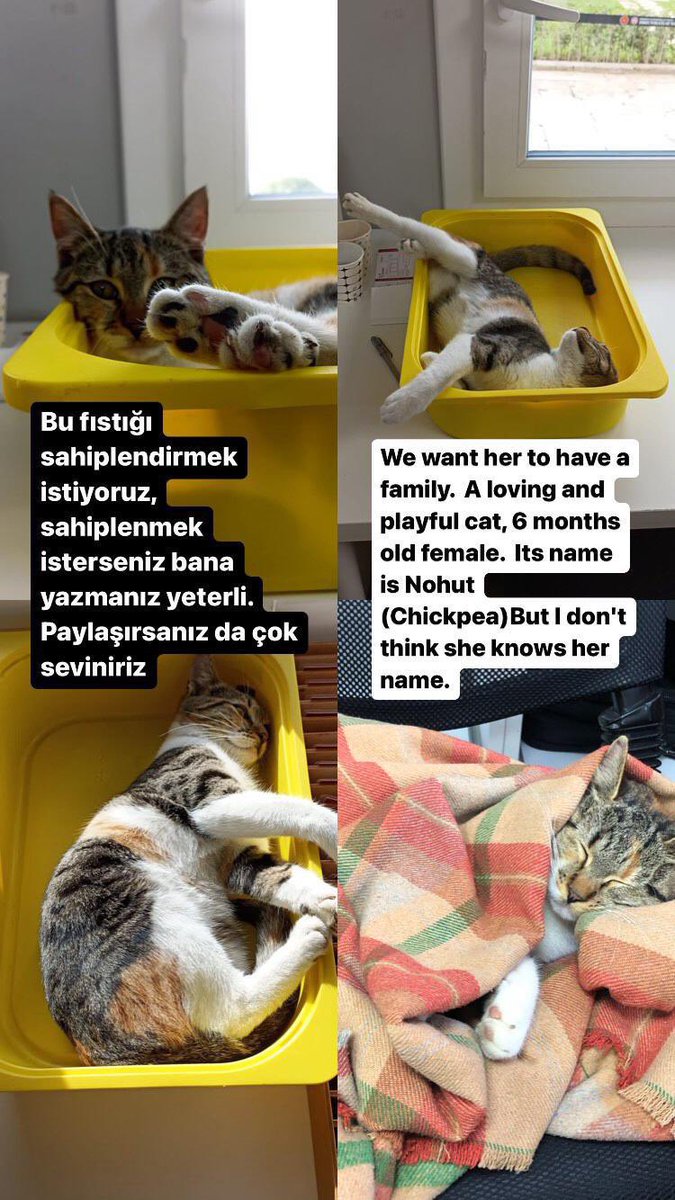masum_gozler's tweet photo. Acil yayar mısınız? 
Yaşadığı bölge sorunlu bir bölgeymiş bakan kişi can güvenliğinden endişe ettiği için sahiplendirmek istiyor 🥹  İstanbul Fatih 05312081112

@tursiko https://t.co/3eascqRgXE