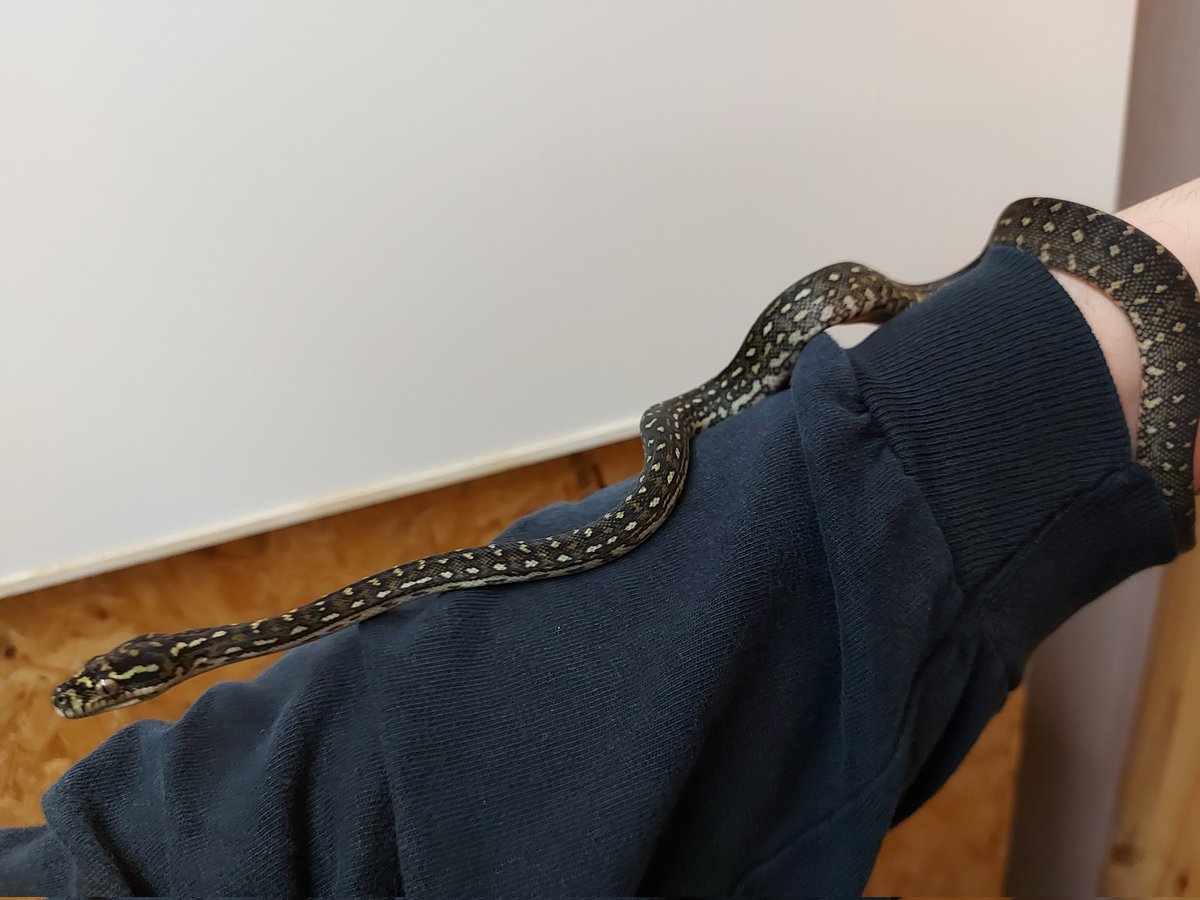 Terra-Serpentes tweet media