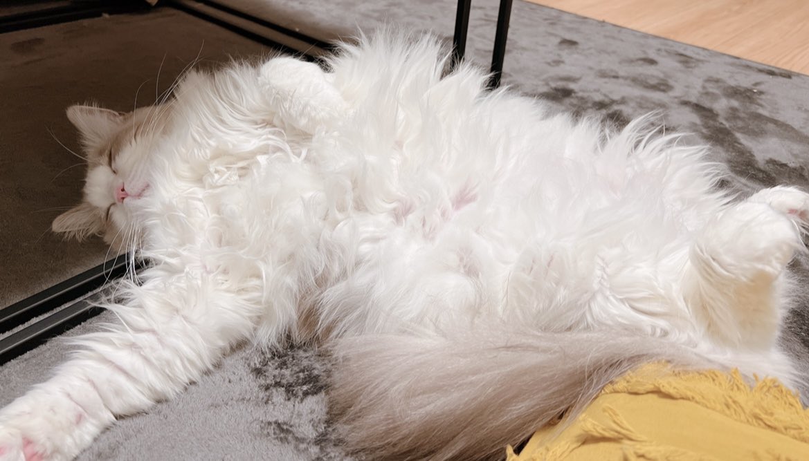 ホットカーペットがうちの子をダメにする。

#ねこ #猫 #猫のいる暮らし #猫好きな人と繋がりたい #猫好き #cat
