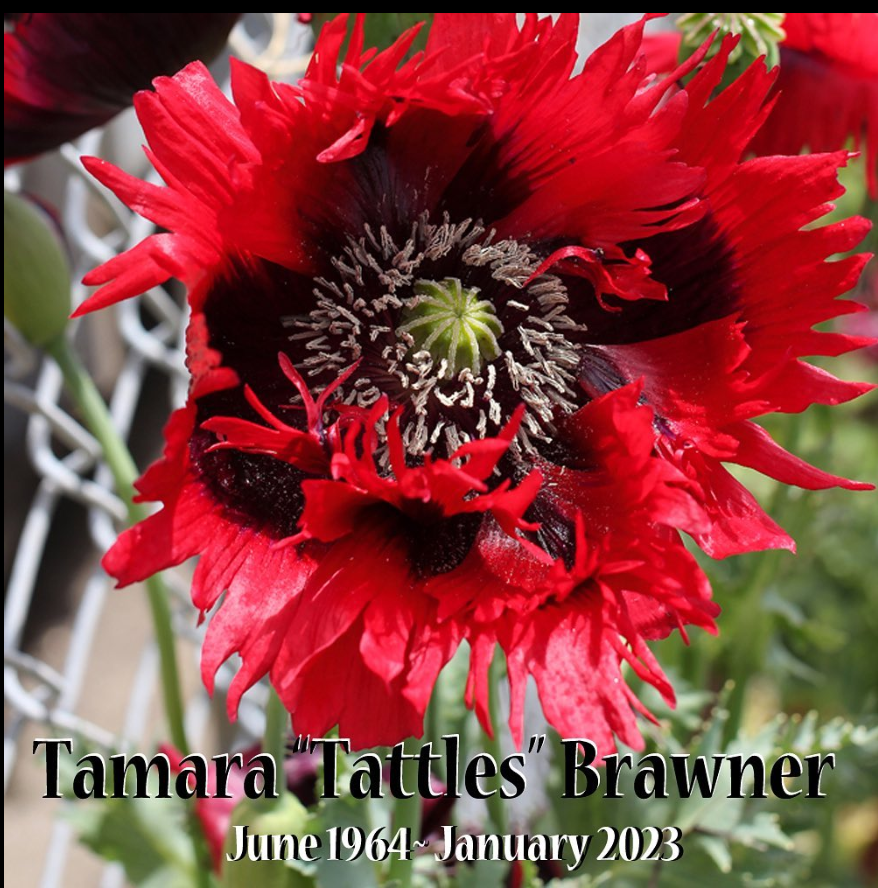 Cho The Promised Consort tweet media