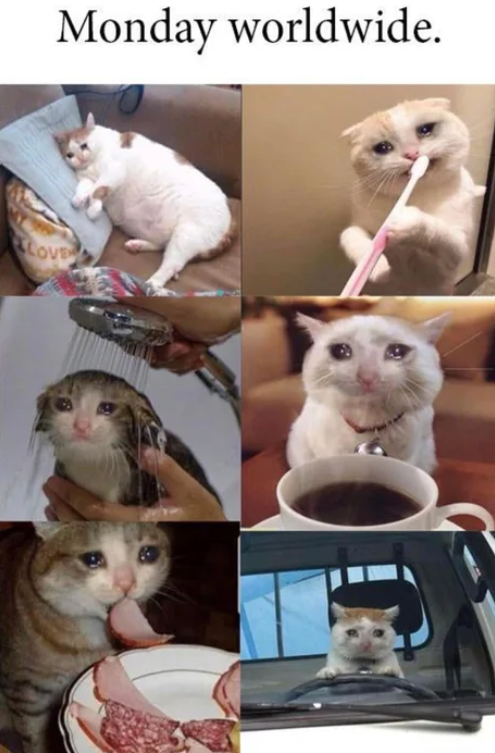 DoopieCash® tweet media