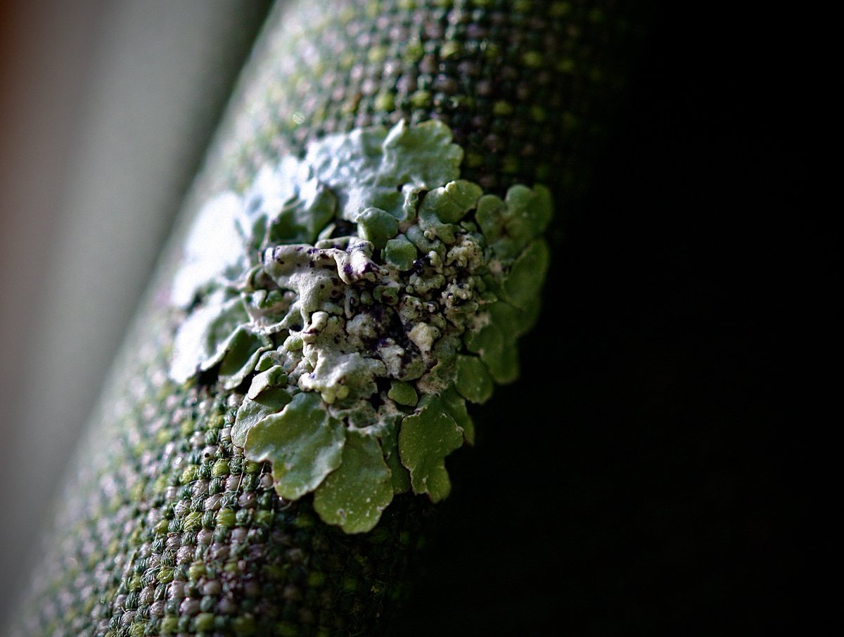 tasturm1's tweet image. #DescribeThatMicrobe.....actually a group of algae/fungi/cyanobacteria all living together, #lichens. Rainy days on our patio umbrella. #SciComm #Science #Microbiology #Nature #NaturePhotography @ASMicrobiology