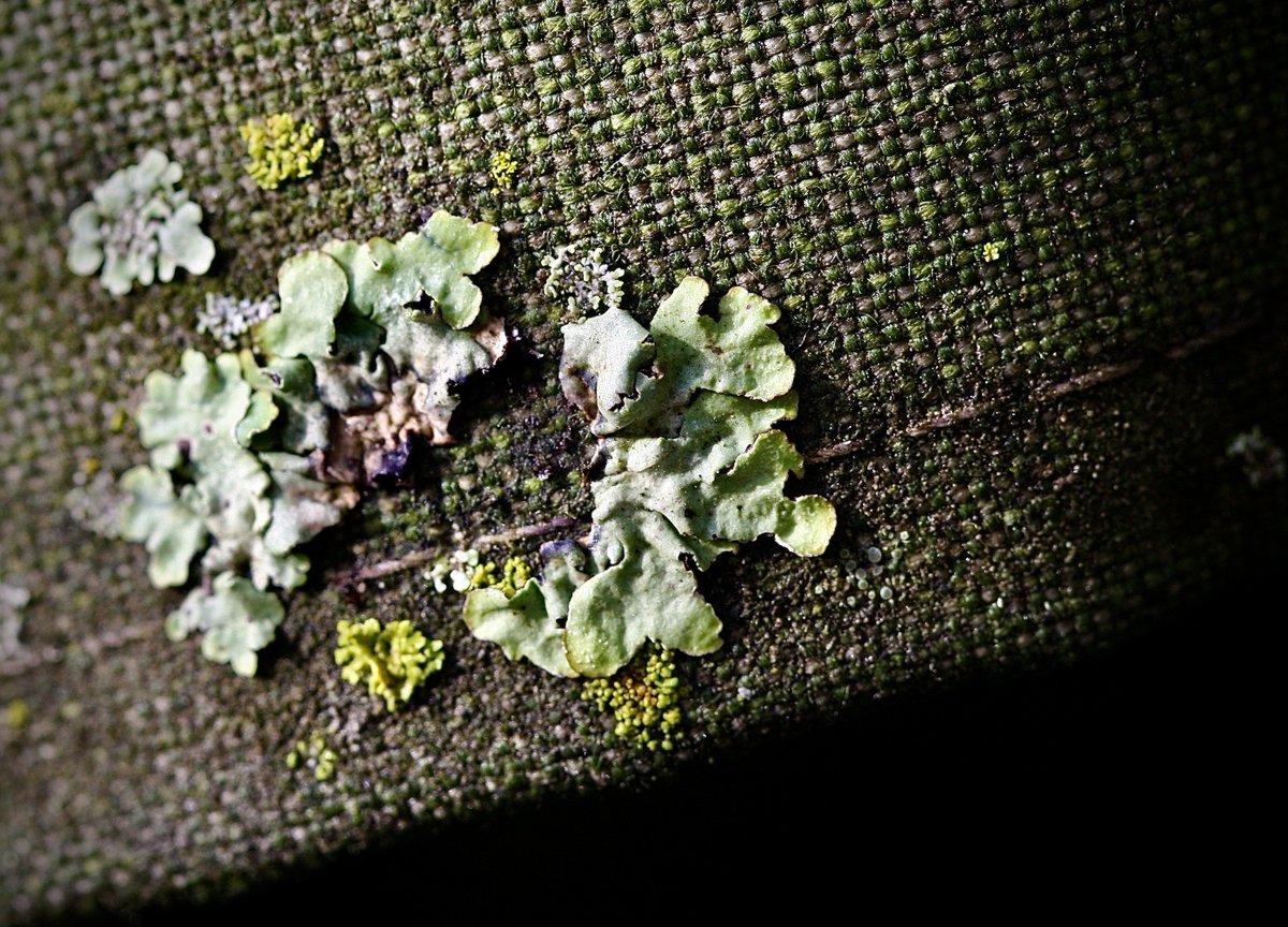 tasturm1's tweet image. #DescribeThatMicrobe.....actually a group of algae/fungi/cyanobacteria all living together, #lichens. Rainy days on our patio umbrella. #SciComm #Science #Microbiology #Nature #NaturePhotography @ASMicrobiology