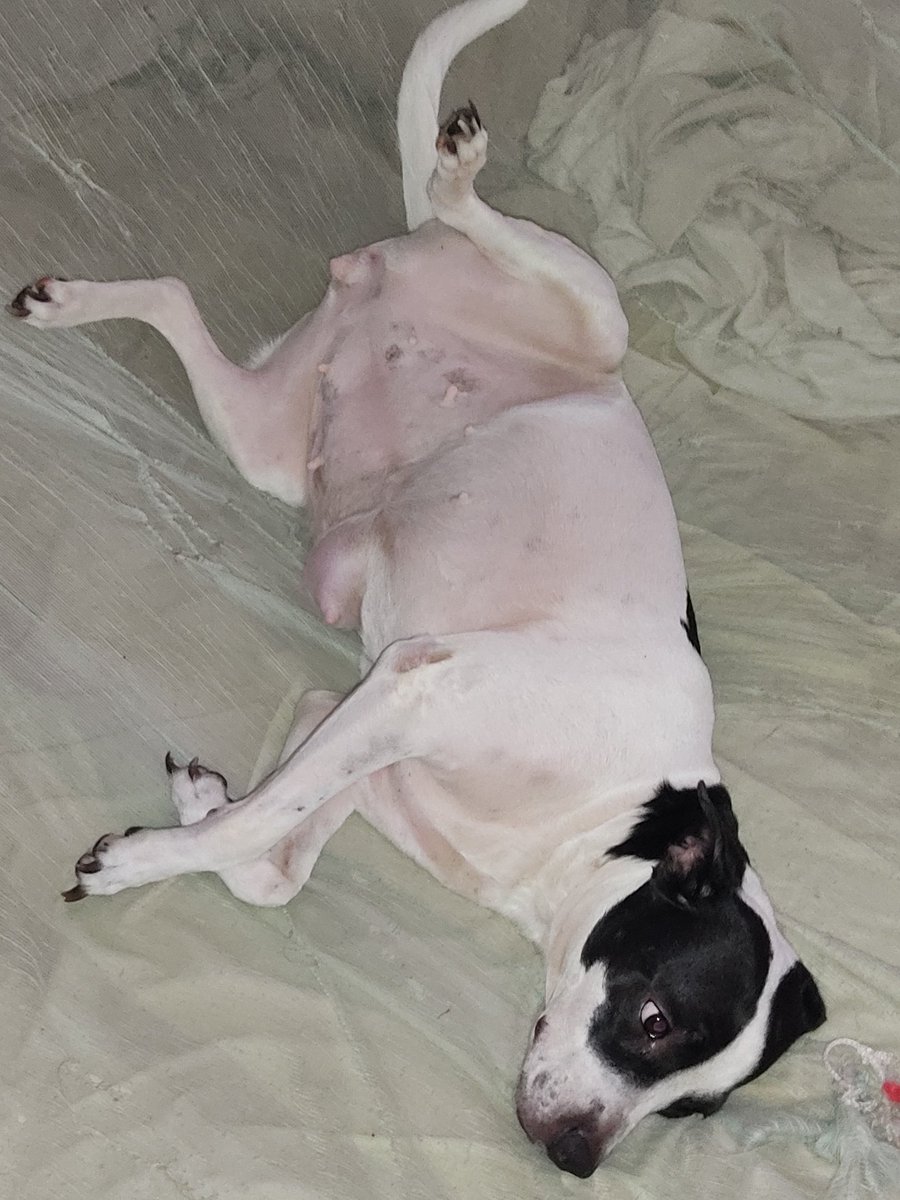 CkTatan's tweet photo. Buenas tardes paso a solicitar su ayuda para una familia de escasos recursos están sin empleo y tienen una perrita con un tumor mamario y nesecita cirugía urgente ya le esta votando pus cualquier colaboración es de gran ayuda
daviplata 3024824186
Nequi 3024824186 https://t.co/fT4baVjn8d