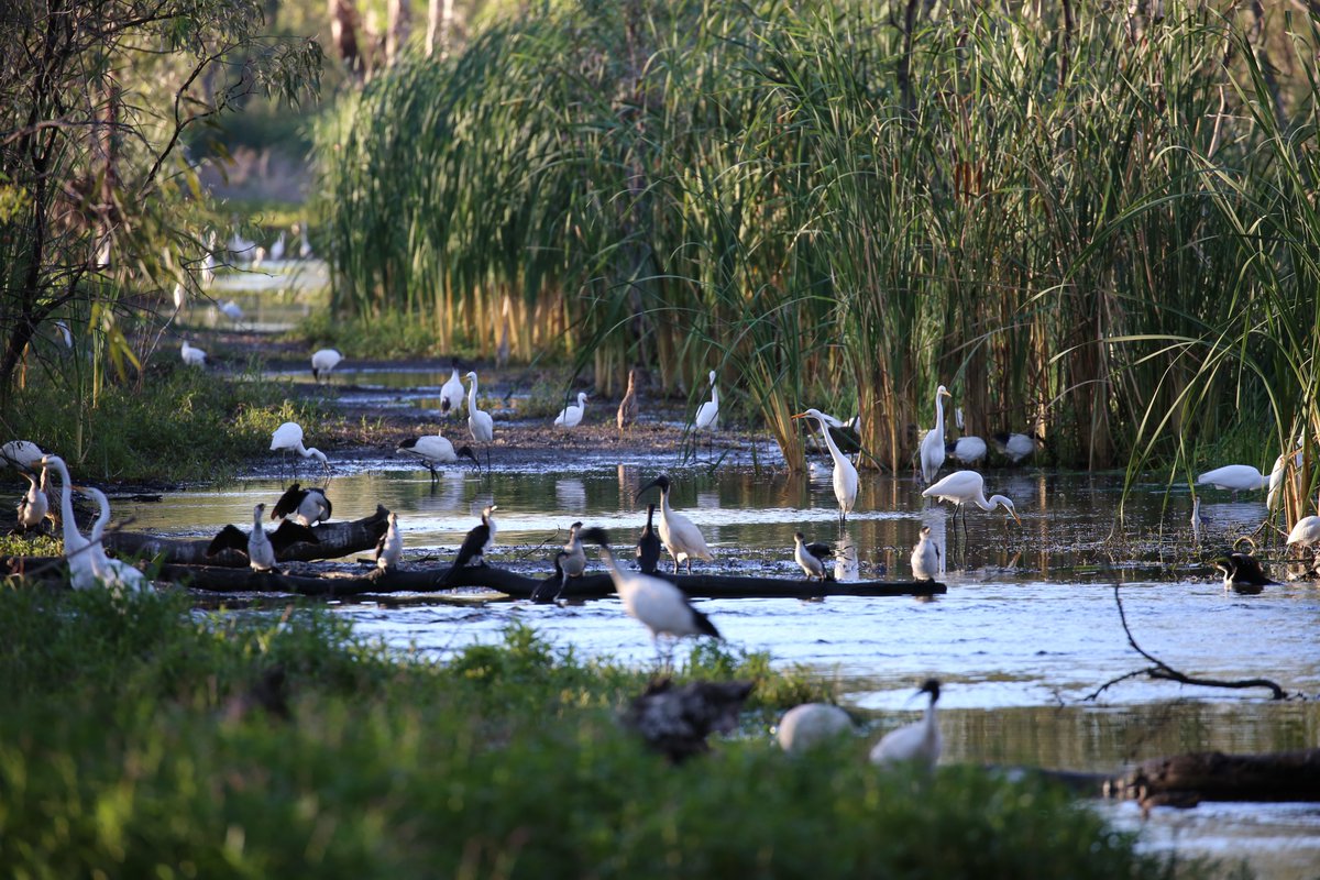 Matt_HerringOz's tweet image. Here, the track that we usually drive on to access sites has been transformed into waterbird paradise. #Lowbidgee