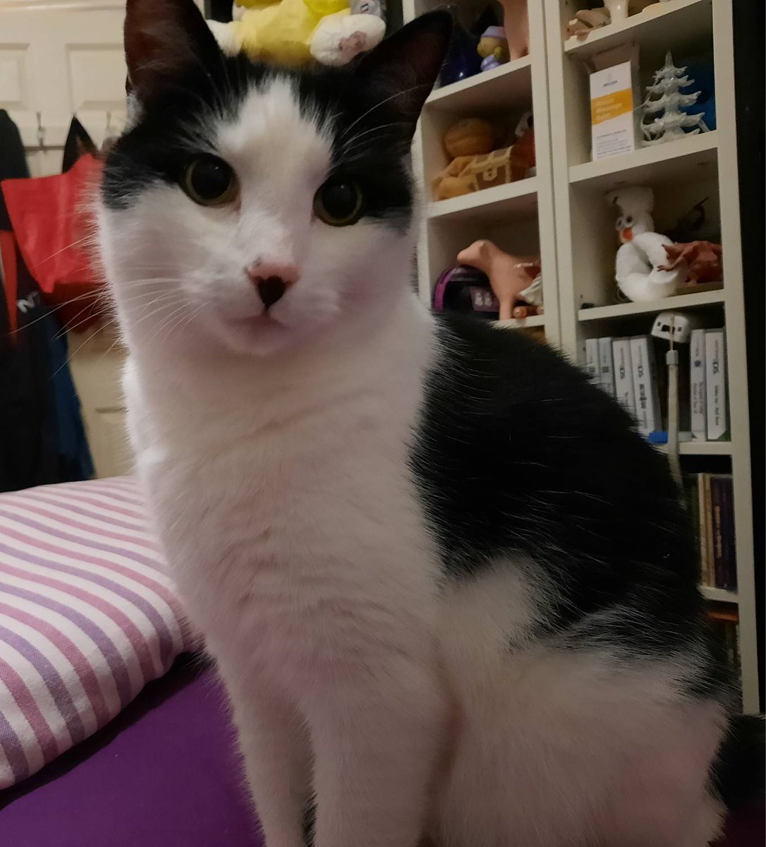khorren's tweet photo. He poses so pretty. https://t.co/5GMs6p17eg