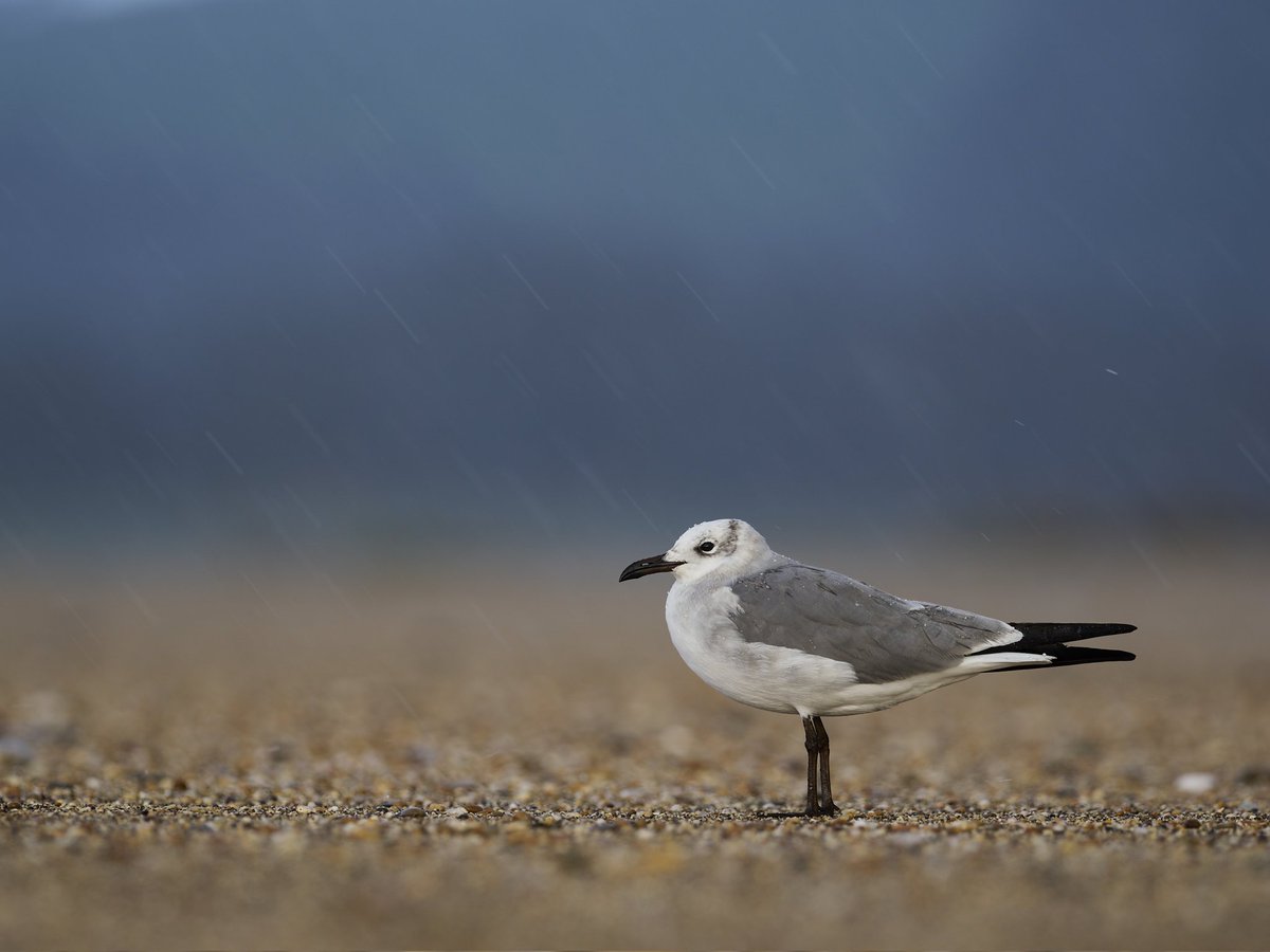 Laughing gull at Slapton was brilliant. My favourite shot from today was when the hail came and was bouncing off its back! @DevonBirds @BirdGuides @OMSYSTEMcameras #om1 #birding #lifer #omsystem #mzuiko300mmf4 #birdphotography #devonphotographer #slapton more shots to follow